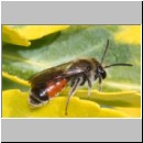 Andrena labiata - Sandbiene 10mm m01c - OS-Garten det.jpg
